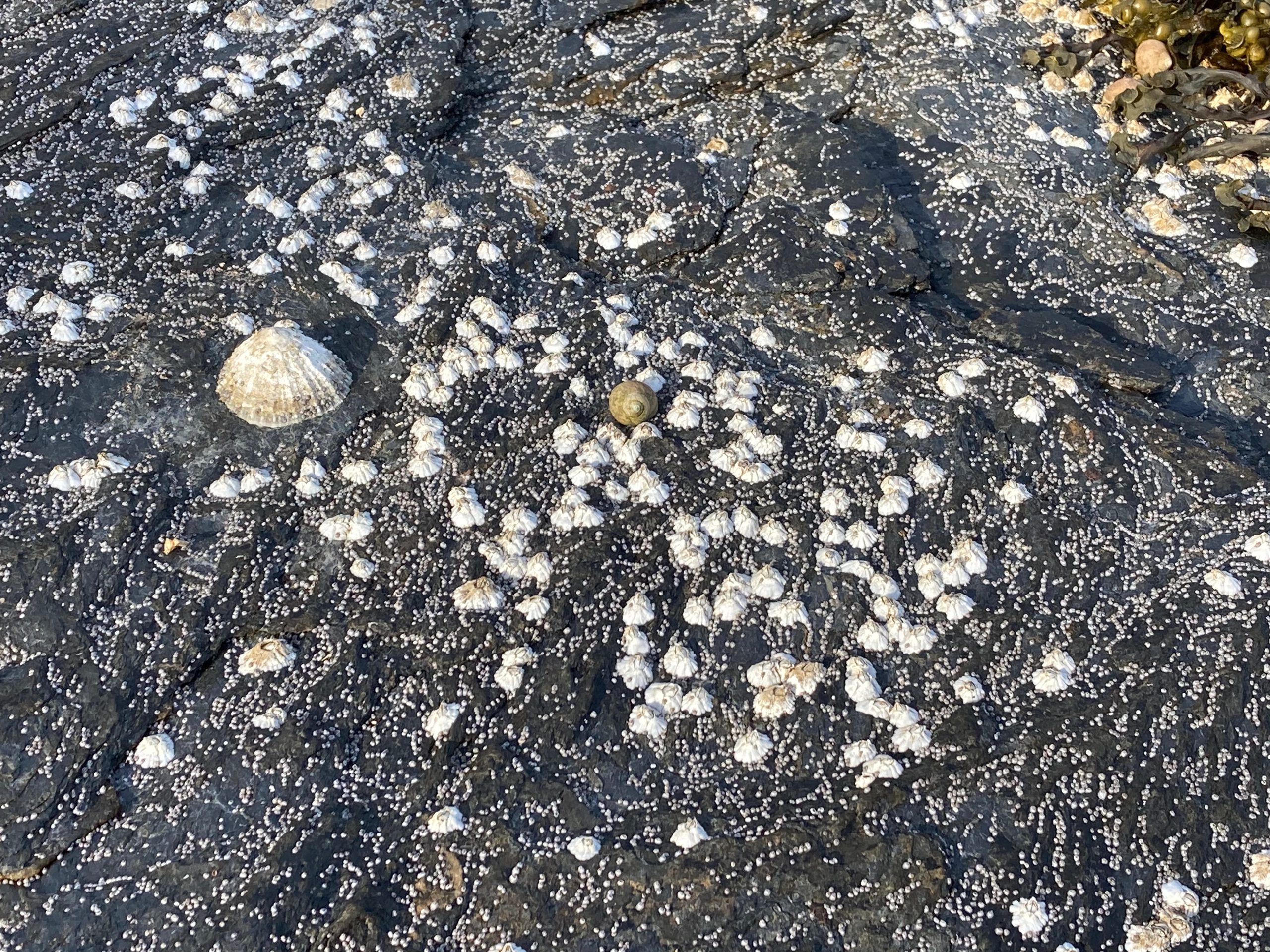 Norway limpets